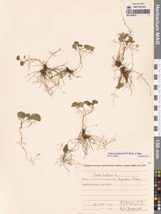 Viola crassa subsp. avatschensis (W.Becker & Hultén) Espeut, Siberia, Chukotka & Kamchatka (S7) (Russia)