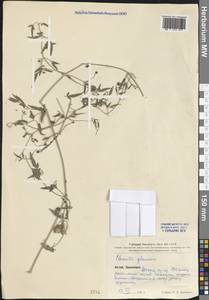 Clematis brachiata Thunb., South Asia, South Asia (Asia outside ex-Soviet states and Mongolia) (ASIA) (China)