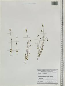 Comastoma tenellum (Rottb.) Toyok., Siberia, Central Siberia (S3) (Russia)