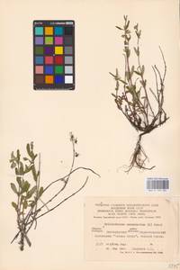 Helianthemum nummularium (L.) Mill., Eastern Europe, Central forest-and-steppe region (E6) (Russia)