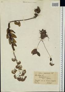 Hylotelephium maximum (L.) Holub, Eastern Europe, Moscow region (E4a) (Russia)