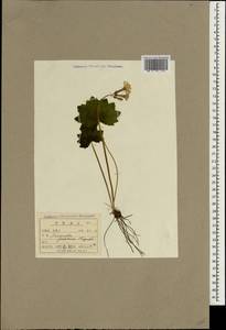 Primula jesoana Miq., South Asia, South Asia (Asia outside ex-Soviet states and Mongolia) (ASIA) (North Korea)