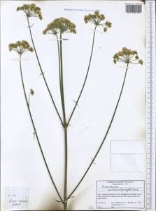 Xanthoselinum alsaticum subsp. venetum (Spreng.) Reduron, Charpin & Pimenov, Western Europe (EUR) (Italy)