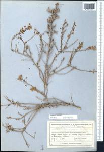Atraphaxis spinosa L., Middle Asia, Syr-Darian deserts & Kyzylkum (M7) (Kazakhstan)