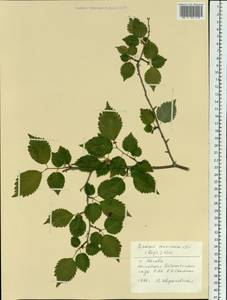 Prunus maximowiczii Rupr., Botanic gardens and arboreta (GARD) (Russia)
