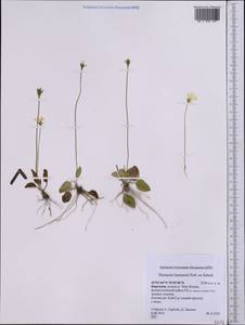 Parnassia laxmannii Pall. ex Schult., Middle Asia, Northern & Central Tian Shan (M4) (Kyrgyzstan)