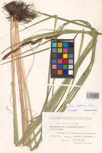 Carex acutiformis Ehrh., Eastern Europe, Middle Volga region (E8) (Russia)