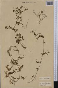Vicia hirsuta (L.)Gray, Western Europe (EUR) (Germany)