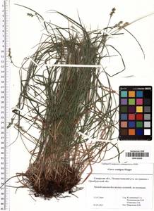 Carex spicata subsp. spicata, Eastern Europe, Middle Volga region (E8) (Russia)