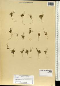 Erodium, South Asia, South Asia (Asia outside ex-Soviet states and Mongolia) (ASIA) (Syria)
