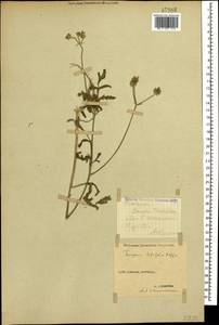 Turgenia latifolia (L.) Hoffm., Caucasus, Stavropol Krai, Karachay-Cherkessia & Kabardino-Balkaria (K1b) (Russia)