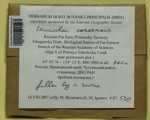 Leucodon coreensis Cardot, Bryophytes, Bryophytes - Russian Far East (excl. Chukotka & Kamchatka) (B20) (Russia)