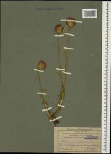 Carduus onopordioides Fisch. ex M. Bieb., Caucasus, Armenia (K5) (Armenia)