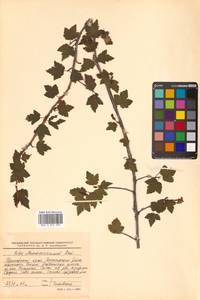 Ribes maximoviczianum Kom., Siberia, Russian Far East (S6) (Russia)