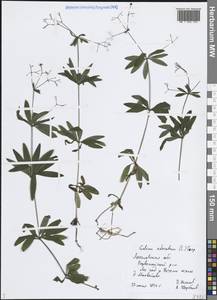 Galium odoratum (L.) Scop., Eastern Europe, Central forest region (E5) (Russia)