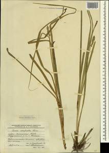 Carex otrubae Podp., Caucasus, North Ossetia, Ingushetia & Chechnya (K1c) (Russia)