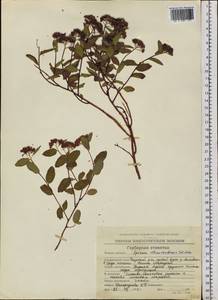 Spiraea betulifolia var. aemiliana (C. K. Schneid.) Koidz., Siberia, Chukotka & Kamchatka (S7) (Russia)