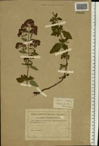 Origanum vulgare L., Eastern Europe, Central forest-and-steppe region (E6) (Russia)