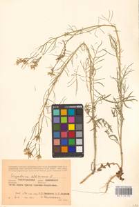 Sisymbrium altissimum L., Eastern Europe, Lower Volga region (E9) (Russia)