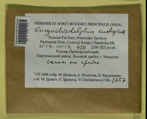 Eurhynchiadelphus eustegia (Besch.) Ignatov & Huttunen, Bryophytes, Bryophytes - Russian Far East (excl. Chukotka & Kamchatka) (B20) (Russia)