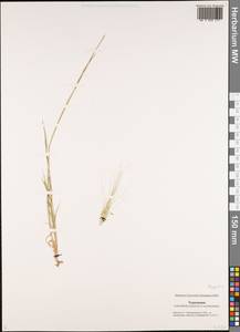 Aegilops, Middle Asia, Karakum (M6) (Turkmenistan)