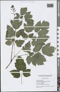 Actaea spicata L., Eastern Europe, Central region (E4) (Russia)