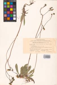 Pilosella floribunda (Wimm. & Grab.) Fr., Eastern Europe, North-Western region (E2) (Russia)