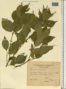 Euonymus europaeus L., Eastern Europe, North Ukrainian region (E11) (Ukraine)