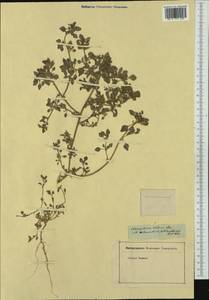 Chenopodium vulvaria L., Western Europe (EUR) (Not classified)
