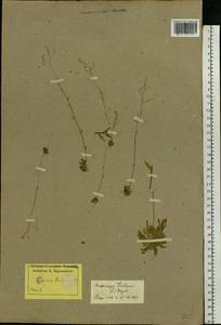 Arabidopsis thaliana (L.) Heynh., Eastern Europe, Latvia (E2b) (Latvia)