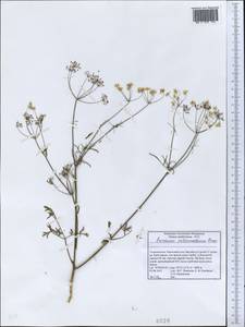 Elwendia intermedia (Korovin) Pimenov & Kljuykov, Middle Asia, Pamir & Pamiro-Alai (M2) (Tajikistan)