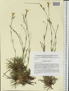Dianthus arenarius, Eastern Europe, Volga-Kama region (E7) (Russia)