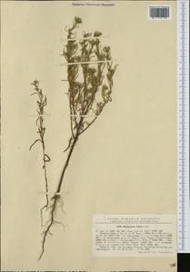 Symphyotrichum ciliatum (Ledeb.) G. L. Nesom, Western Europe (EUR) (Romania)