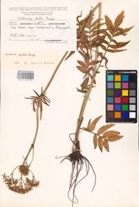 Valeriana dubia Bunge, Eastern Europe, Eastern region (E10) (Russia)