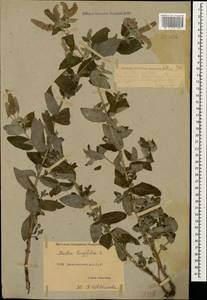 Mentha longifolia (L.) L., Caucasus, Dagestan (K2) (Russia)