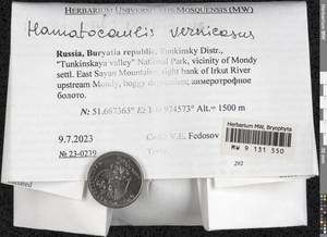 Hamatocaulis vernicosus (Mitt.) Hedenäs, Bryophytes, Bryophytes - Baikal & Transbaikal regions (B18) (Russia)