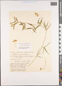Lathyrus palustris L., Siberia, Yakutia (S5) (Russia)
