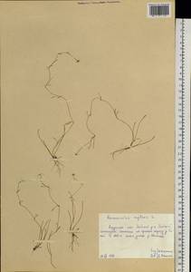 Ranunculus reptans L., Siberia, Russian Far East (S6) (Russia)