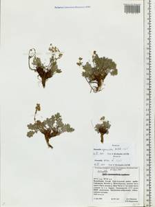 Potentilla agrimonioides M. Bieb., Siberia, Altai & Sayany Mountains (S2) (Russia)