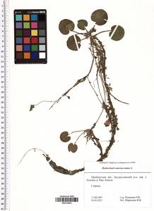 Hydrocharis morsus-ranae L., Eastern Europe, Eastern region (E10) (Russia)