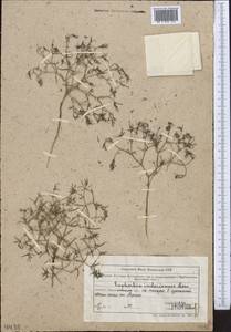 Euphorbia inderiensis Less. ex Kar. & Kir., Middle Asia, Muyunkumy, Balkhash & Betpak-Dala (M9) (Kazakhstan)