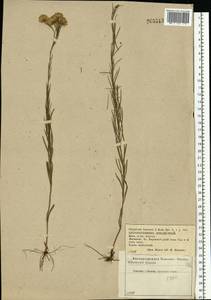 Galatella linosyris (L.) Rchb. fil., Eastern Europe, Central forest-and-steppe region (E6) (Russia)