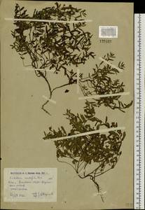 Scutellaria scordiifolia Fisch. ex Schrank, Siberia, Western (Kazakhstan) Altai Mountains (S2a) (Kazakhstan)