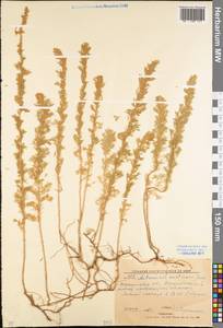 Artemisia austriaca Jacq., Eastern Europe, North Ukrainian region (E11) (Ukraine)