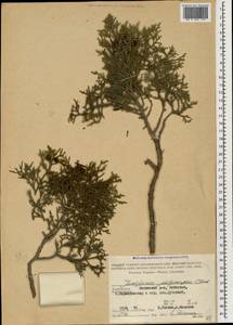 Juniperus excelsa subsp. polycarpos (K. Koch) Takht., Caucasus, Azerbaijan (K6) (Azerbaijan)