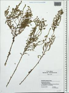 Artemisia austriaca Jacq., Eastern Europe, Lower Volga region (E9) (Russia)