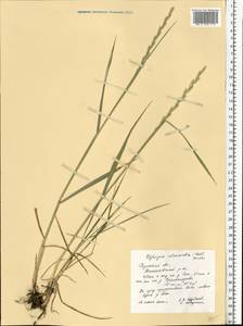 Thinopyrum intermedium (Host) Barkworth & D.R.Dewey, Eastern Europe, Central region (E4) (Russia)