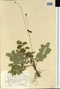 Sanguisorba officinalis subsp. officinalis, Siberia, Chukotka & Kamchatka (S7) (Russia)