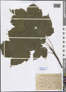 Acer pseudoplatanus L., Caucasus, Krasnodar Krai & Adygea (K1a) (Russia)