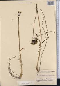 Allium scabriscapum Boiss., Middle Asia, Kopet Dag, Badkhyz, Small & Great Balkhan (M1) (Turkmenistan)